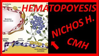 HEMATOPOYESIS y REGULACIÓN de las CÉLULAS MADRE HEMATOPOYÉTICAS 2 NICHOS y MUCHO MÁS 💥💥💥 [upl. by Annissa]