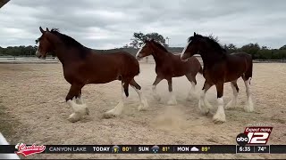 Budweiser Clydesdales return to San Antonio for Fiesta [upl. by Leonardo97]