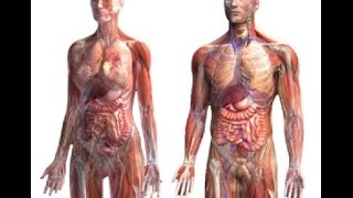 Anatomy and Physiology of Human Body [upl. by Richter]