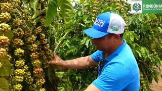 CAFÉ ESPÉCIE ROBUSTA CONILON PRODUZ 160 SACAS POR HECTARE EM RONDÔNIA [upl. by Marquet898]