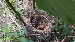 The cuckoo quickly did something bad，orcing the brothers out of the nest鸟妈妈不在家，杜鹃鸟赶紧干坏事，差点把2个兄弟顶出了鸟窝 [upl. by Roldan908]