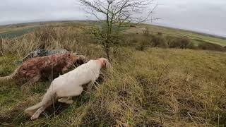 chasse bécasse setter anglais [upl. by Marden]