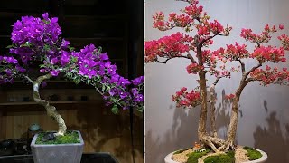 Collection of the most beautiful bougainvillea bonsai masterpiece in 2022 [upl. by Atima502]