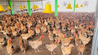 Process raising Chickens for egg in Poultry Farm [upl. by Netsyrk]