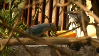 Sanhaço cinzento comendo laranja [upl. by Valdis896]