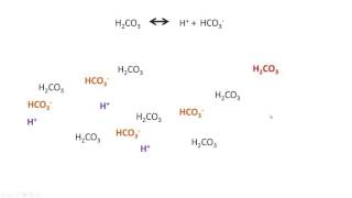 Chemical Buffering Systems bicarbonate buffer [upl. by Land]