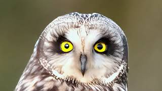 Shorteared Owl Pictures [upl. by Gerardo]