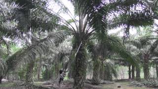 Zenoah Palm Fruit Harvester 5 Metres [upl. by Cappella63]