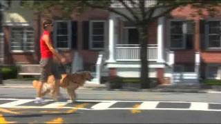 Seeing Eye Dog Training [upl. by Tolman]