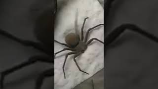 Why You’ll Rarely See This Deadly spider [upl. by Addiel]