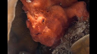 Orange Giant Frogfish [upl. by Yelekreb117]