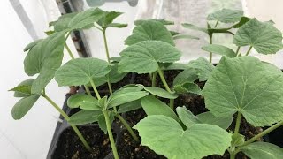 How to start cucumber seeds [upl. by Brook]