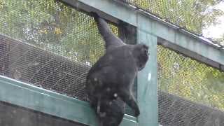 Black Crested Macaque In Precarious Position [upl. by Llehcor320]