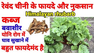 रेवंद चीनी के फायदे और नुकसान। revand chini kya hoti hai benefits of revand chinihimalyanrhubarb [upl. by Nauqes232]