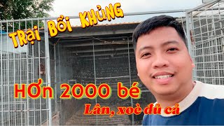 Đi thăm trại chào mào bổi cực khủng hàng nghìn bé lân tê  lân cui  xoè cứng xoè mềm đủ cả [upl. by Caldeira]