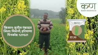 कण 966 हाइब्रिड सरसों बीज  Hybrid Sarso Seed  सुनील नंबरदार  ज़िला भिवानी  राज्य हरियाणा [upl. by Auj843]