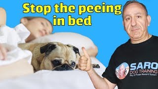 Why dogs pee in the bed and how to stop my dog from peeing in bed [upl. by Kravits]