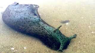 The California Sea Hare  Aplysia californica [upl. by Trauts]