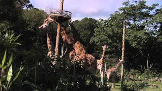 Paignton Zoo Giraffes [upl. by Eneluqcaj]