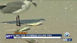 Red tide killing fish off Southwest Florida [upl. by Aurita]