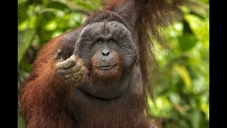 BORNEAN ORANGUTAN [upl. by Dlonyar]