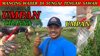 Mancing Ikan Wader Uceng Dapat Ikan Channa Limbata Umpan Go Potato Ikan Nila [upl. by Rothmuller234]