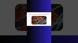 p53 APOPTOSIS AND CANCER p53 cancer apoptosis genetics genes [upl. by Darrell]