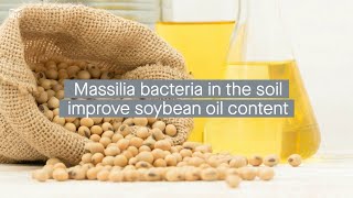 Soybean root secretions promote Massilia bacteria colonization improving seed oil content [upl. by Hagerman450]