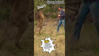 Kangaroo Vs man  Funny Shorts youtube animals kangaroo [upl. by Osborne520]