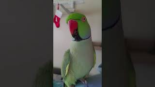 Indian Ringneck Parrot talking [upl. by Emmerich570]