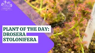 Plant of the Day Drosera stolonifera [upl. by Irtimd]