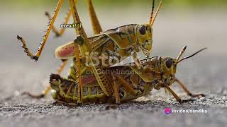 amazing facts about grasshoppers [upl. by Barnum930]