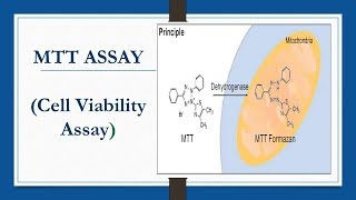 MTT ASSAY Cell Viability Assay [upl. by Ettie307]