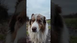 Taky Vás rád vidím australianshepherd vanlife allansubert [upl. by Aicina]