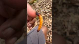 Wireworm CHEWING my Finger Click Beetle Larva insectsbuganimalsarthropodstarantulafyp [upl. by Enar]