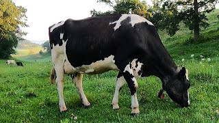 Milking Cows On A Small Family Dairy Farm [upl. by Egroej]