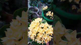 Ixora flower  Yellow ixora flower my garden floweringplant youtubeshorts Viral short [upl. by Waldon]