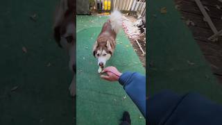 Moaning Zombie Tries To Howl Like Husky Fail shorts dog husky [upl. by Milstone748]