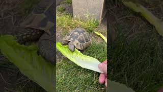 Hermanns tortoise eating lettuce out of my hand 🥬 swetlandtortoises hermannstortoise tortoise [upl. by Efioa753]