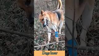 Dog 🐕chopping wooddogs life 35kviralshorts [upl. by Trin]