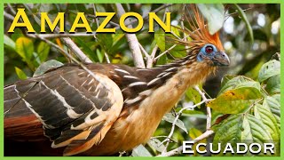 Exploring the Amazon Rainforest by Canoe  Cuyabeno Reserve  Ecuador [upl. by Prebo]