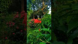 The Common Birdwing Troides helena gracefully feeding on nectarIxora coccinea flowers [upl. by Marlin]