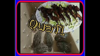 Fried Quail recipe bater recipe fry bater recipe pak happy life [upl. by Aicilef]