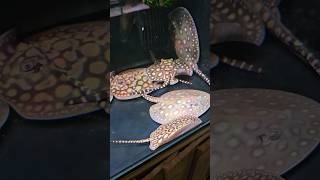 Black Diamond X Motoro Stingrays  Urmston Aquatics stingrays shortsvideo predatorfish [upl. by Nwavahs608]