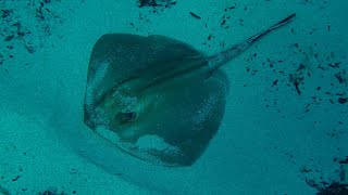 Gewone pijlstaartrogCommon stingray Dasyatis pastinaca [upl. by Hendon]