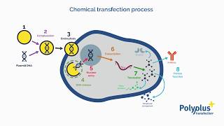 What is transfection  Polyplus transfection [upl. by Vania]