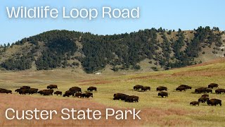 Wildlife Loop Road in Custer State Park  Bison amp Scenic Views in 4K [upl. by Eldin]