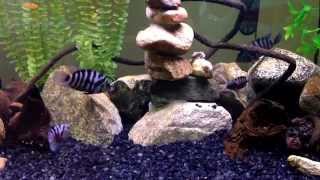 Convict Cichlid Pairs Fighting HD [upl. by Laurette624]