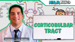 Neurology  Descending Tracts Corticobulbar Tract [upl. by Annice713]