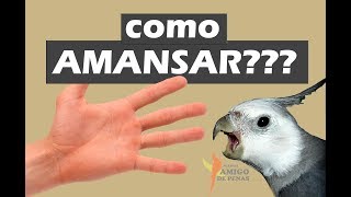 Algumas dicas de como amansar sua calopsita [upl. by Hutner348]